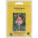 TROPICA Torch Ginger - 10 Seeds