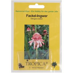 TROPICA Fackel-Ingwer - 10 Korn
