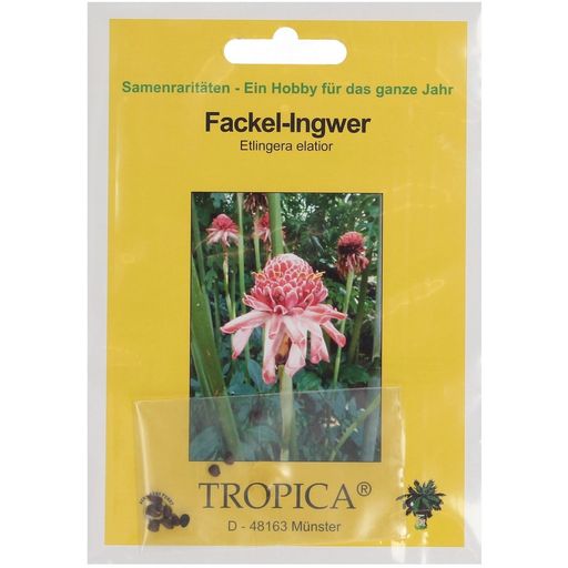 TROPICA Fackel-Ingwer - 10 Korn
