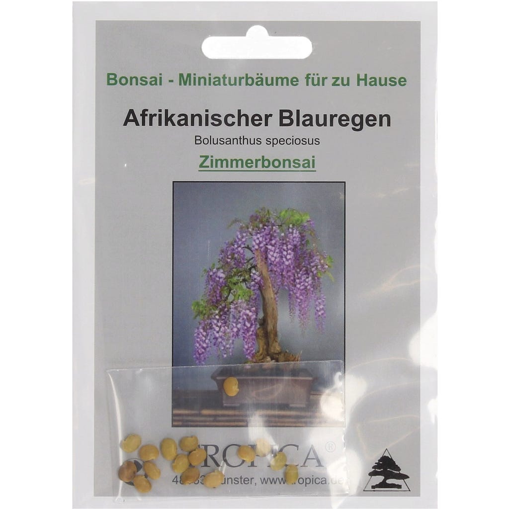 TROPICA Afrikanischer Blauregen, 2 g - Bloomling Deutschland