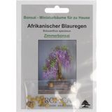 TROPICA Afrikai wisteria
