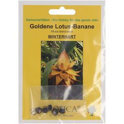 TROPICA Goldene Lotusbanane - 5 Korn