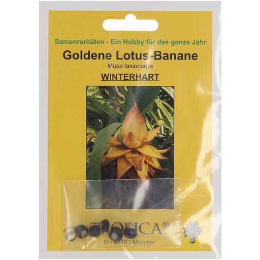 TROPICA Golden Lotus Banana - 5 Seeds