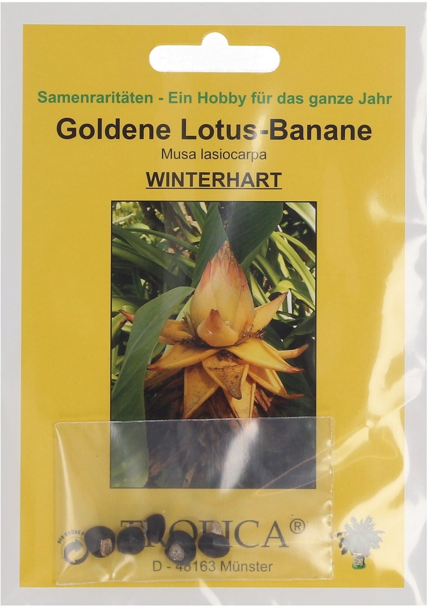 TROPICA Zlata lotusova banana - 5 zrn.