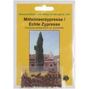 TROPICA Mediterranean Cypress - 100 Seeds