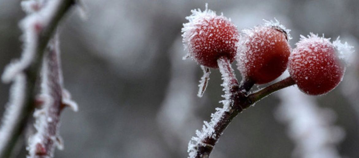 Gartenarbeit im Dezember