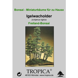 TROPICA Igelwacholder - Freilandbonsai