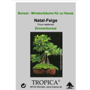 TROPICA Natal-Feige - Zimmerbonsai