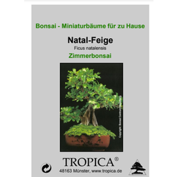 TROPICA Natal-Feige - Zimmerbonsai