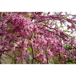 Saflax Cercis siliquastrum