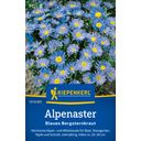 Kiepenkerl Blue Alpine Aster - 1 Pkg