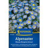 Kiepenkerl Blue Alpine Aster