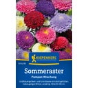 Kiepenkerl Summer Aster 