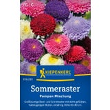 Kiepenkerl Summer Aster "Pompon Mix"