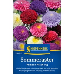 Kiepenkerl Summer Aster 