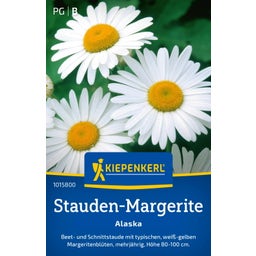 Kiepenkerl Perennial Daisy Alaska - 1 Pkg