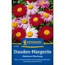 Kiepenkerl Perennial Daisy Robinson Mix - 1 Pkg