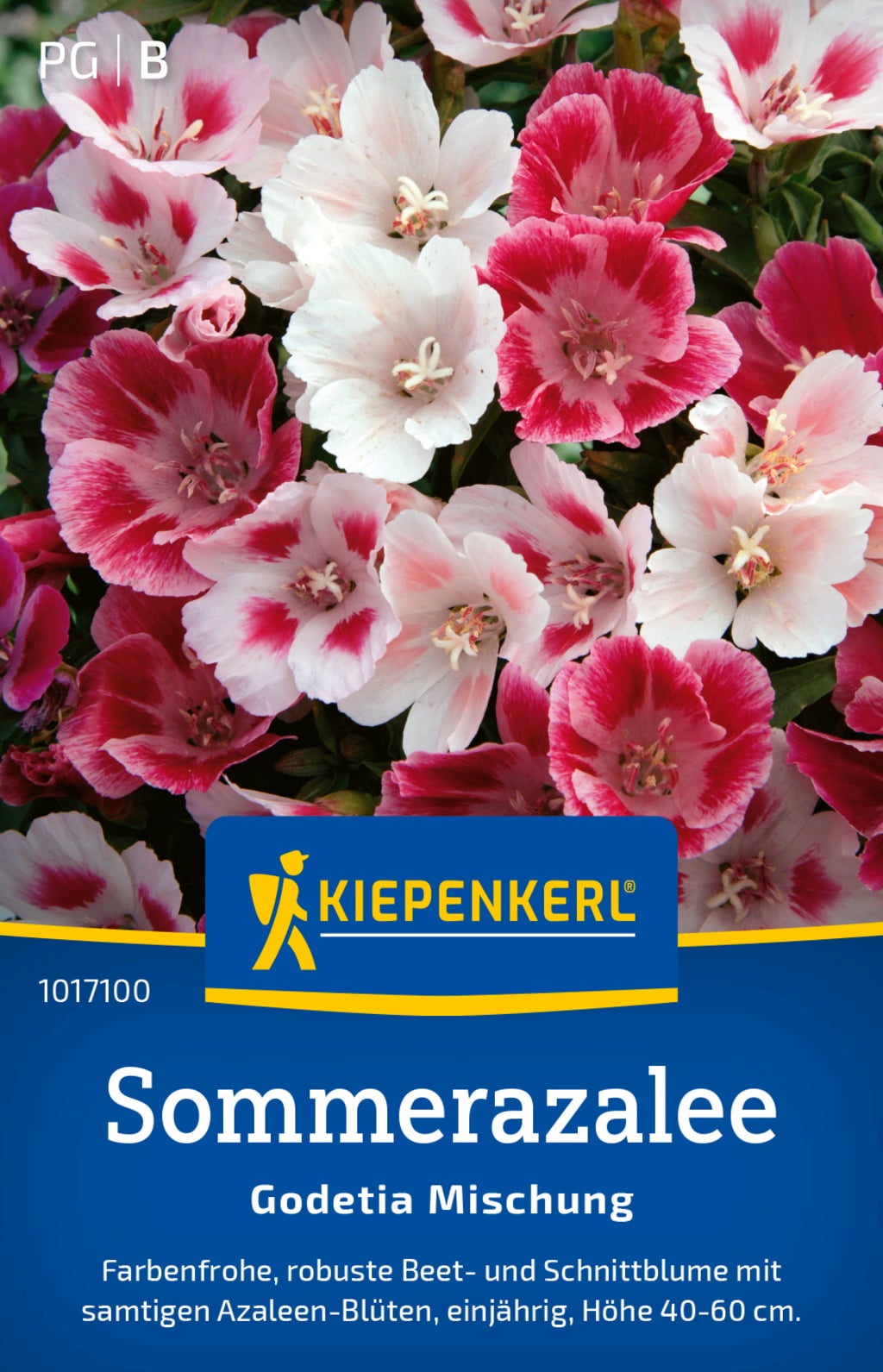 Kiepenkerl Atlasblomma - 1 Paket