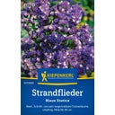 Kiepenkerl Blue Statice - Limonium sinuatum - 1 Pkg