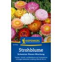 Kiepenkerl Strawflower Swiss Giant Mixture - 1 Pkg