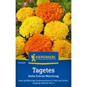 Kiepenkerl Marigold Tagetes 