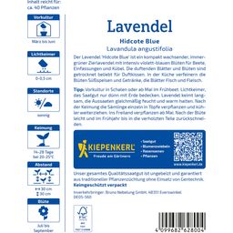 Kiepenkerl Lavender 