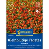 Kiepenkerl Small Flowered Marigolds "Luna Red"