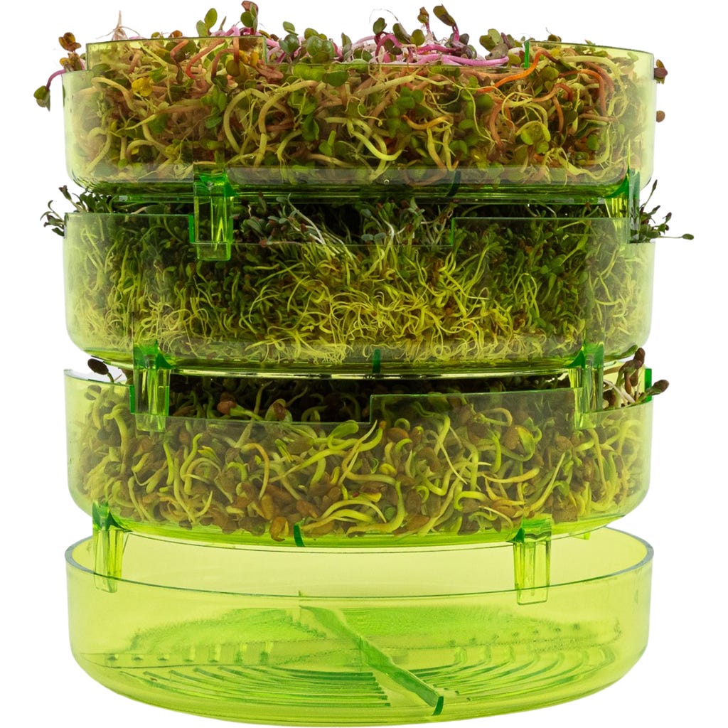 Bavicchi Geo Plus Sprout Box - Bloomling International