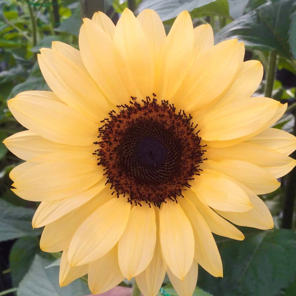 Jora Dahl Tournesol 