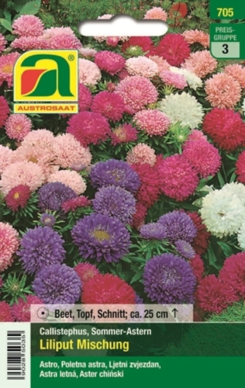 AUSTROSAAT Asters 