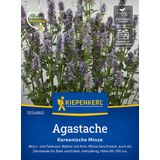 Kiepenkerl Agastache Korean Mint