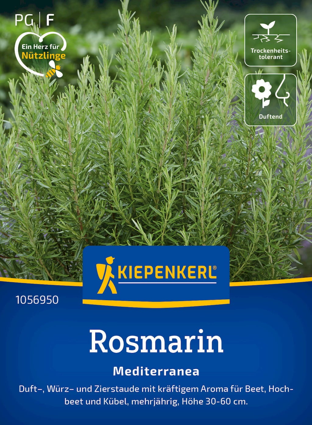 Kiepenkerl Večletni rožmarin