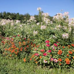 naturkraftwerk Blomfröset 