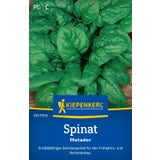 Kiepenkerl Spinach 'Matador'