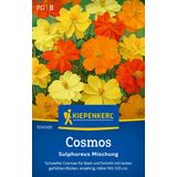 Kiepenkerl Sulfur Cosmos