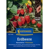 Kiepenkerl Strawberry "Alexandria", Pill Seeds