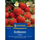 Kiepenkerl Strawberries "Fresca"