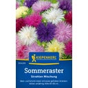 Kiepenkerl China Aster 