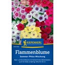 Kiepenkerl Phlox Mix 