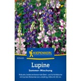 Kiepenkerl Lupine "Sommer Mischung"