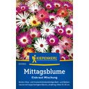 Kiepenkerl Livingstone Daisy  