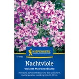 Hesperis matronalis "Violette Matronenblume"