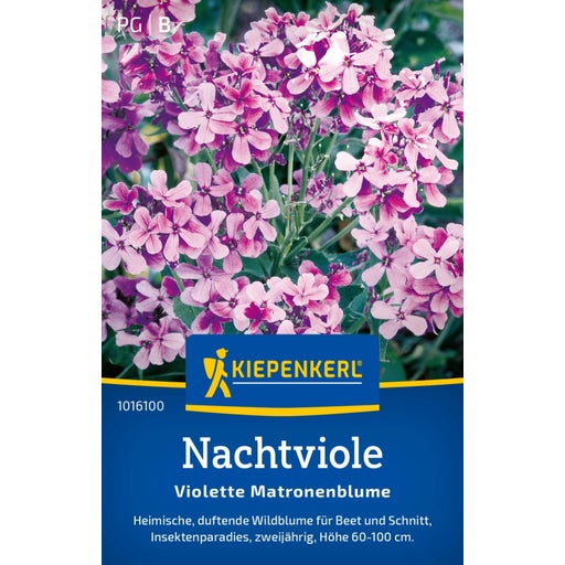 Kiepenkerl Nachtviole "Violette Matronenblume" - 1 Pkg