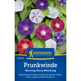 Kiepenkerl Morning Glory "Splendid Mixture"