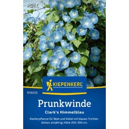 Kiepenkerl Blue Morning Glory - 1 Pkg