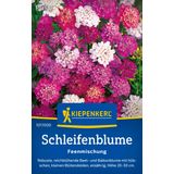 Kiepenkerl  Schermscheefbloem - Feeënmix