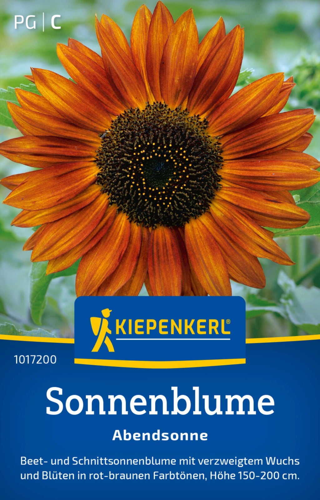 Kiepenkerl Solros "Kvällssol"