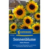 Kiepenkerl Sonnenblume Hohe Riesen