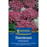 Kiepenkerl Lobularia maritima "Königsteppich"