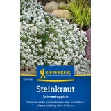 Kiepenkerl Sweet Alyssum "Alyssum White"